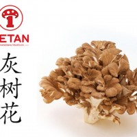 DETAN德添舞茸 新鮮灰樹花 購買請電話聯系，否則不發貨