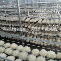 青島康麗源出口銀耳菌棒，銀耳菌包（日本雪耳）
