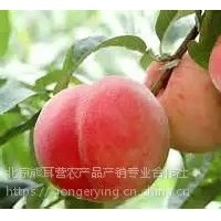 黃桃，平谷產(chǎn)地直發(fā)大桃，黃桃批發(fā)，代收