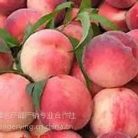 平谷大桃24號,土特產(chǎn)禮品盒，平谷大桃采摘園，批發(fā)大桃