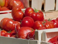 大棚種植西紅柿，如何管控病蟲害問題？