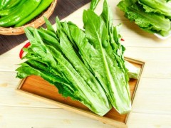種植油麥菜的最佳時間！選對種植時間，油麥菜才能高產(chǎn)！