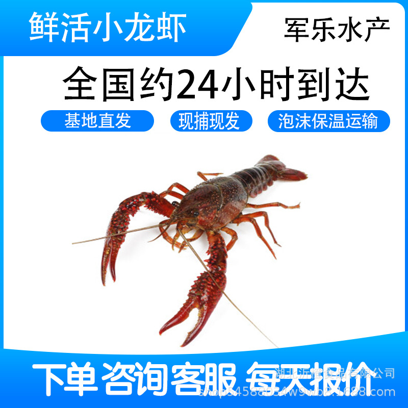 O1CN01FUBx7O1Vu93jL1acs_!!2212443602712-0-cib