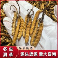 西藏冬蟲(chóng)夏草高海拔那曲蟲(chóng)草傳統(tǒng)滋補(bǔ)品干貨批發(fā)代發(fā)誠(chéng)招代理