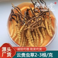 貴州云南湖南蟲(chóng)草中苗亞香棒蟲(chóng)草霍克斯冬蟲(chóng)夏草一公斤2000條左右