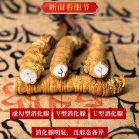 斷草純?nèi)夤?jié)冬蟲(chóng)夏草 蟲(chóng)草 冬蟲(chóng)草 凍干 斷草斷大量批發(fā)高海拔