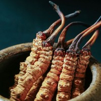 西藏那曲冬蟲(chóng)夏草批發(fā)新貨蟲(chóng)草散裝一手貨源冬蟲(chóng)夏草源頭產(chǎn)地批發(fā)