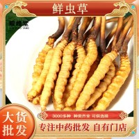 鮮蟲(chóng)草 冬蟲(chóng)夏草新鮮冬蟲(chóng)夏草批發(fā)產(chǎn)地直發(fā) 規(guī)格齊全鮮冬蟲(chóng)夏草