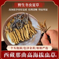 【野生蟲(chóng)草】那曲冬蟲(chóng)夏草干貨禮盒滋補(bǔ)品批發(fā)產(chǎn)地直供高海拔