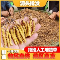 西藏那曲蟲(chóng)草野冬蟲(chóng)草青海玉樹(shù)冬蟲(chóng)夏草批發(fā)供應(yīng)一件代發(fā)高原野生