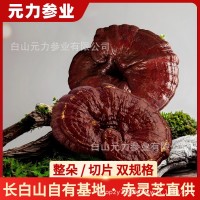 長白山靈芝赤靈芝野生靈芝切片整朵 源頭產(chǎn)地直發(fā)靈芝片