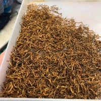 福建金駿眉紅茶2025年全黃芽金駿眉500g散裝單芽黃芽蜜香金俊眉