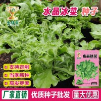 水晶冰菜種籽陽臺(tái)盆栽蔬菜種子大全四季冰草苗秧秋冬種植青菜種孑