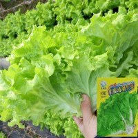 玻璃生菜種子四季播大速意大利紫葉脆嫩玻璃奶油陽(yáng)臺(tái)盆栽種子易活