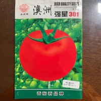 五洲牌澳洲強星301番茄種籽高產四季園林盆栽蔬菜種子電商批發