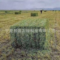 產(chǎn)地直發(fā)燕麥草捆飼草牧草飼草料牛羊奶牛奶山羊牦牛駱駝飼料原料
