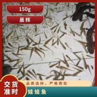 娃娃魚苗 魚腳切塊 技術指導生態養殖鮮活 批發零售   100條