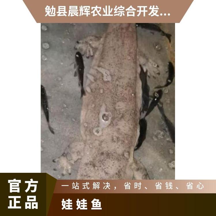 u=3495106751,991814656&fm=199&app=68&f=JPEG_w=750&h=750&s=48A18D5708DF72D85A2C592A0300A062