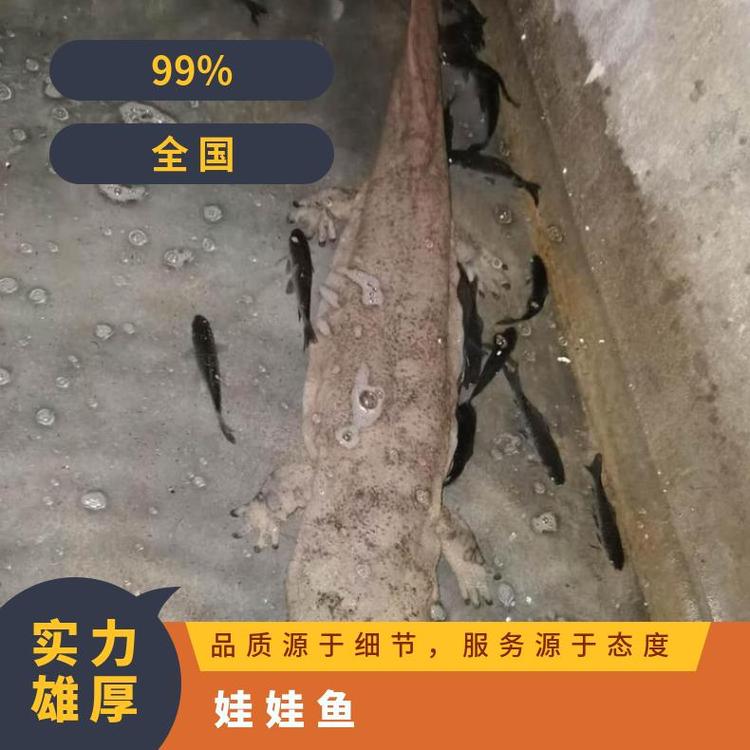 u=599740527,19484010&fm=199&app=68&f=JPEG_w=750&h=750&s=52A09545C066D34D1A2D180A0300D040