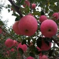陜西紅富士蘋果產(chǎn)地供應  10000斤