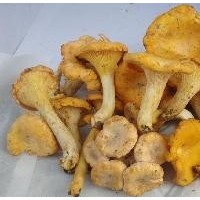 野生菌 5公斤