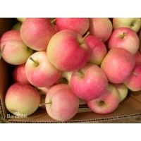 西部優(yōu)質綠色農(nóng)產(chǎn)品供應商-蘋果供應 10斤