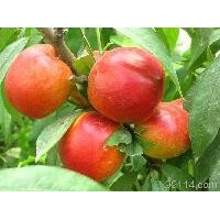 麗春油桃-早熟油桃-耐運輸甜油桃品種 5000公斤