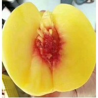 陜西黃桃新品種-錦繡黃桃，香甜可口，耐運輸，陽歷8月份成熟 5斤