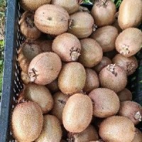 陜西特產(chǎn)徐香獼猴桃