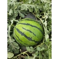 陜西大棚西瓜批發(fā)甜王西瓜價(jià)格甜王西瓜基地雙紅嚷口西瓜產(chǎn)地 10000公斤
