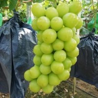 陽(yáng)光玫瑰葡萄批發(fā) 10000斤