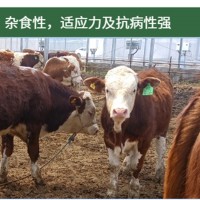廠家直供 西門塔爾牛 小牛犢 肉牛 可預定 開魯振發養殖場