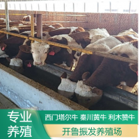 改良育肥利木贊牛小牛犢 養殖成年種牛 肉牛犢養殖基地