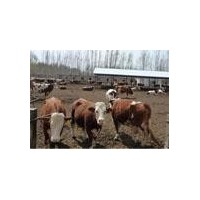 西門塔爾肉牛  10頭