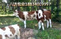 asd155132302221623045 (3)